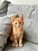 Lieve kitten zoekt een nieuw thuis, Dieren en Toebehoren, Katten en Kittens | Overige Katten, Kater, Kortharig, 0 tot 2 jaar
