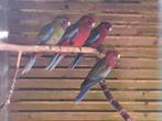 4 jonge pennant rosella s, Dieren en Toebehoren, Vogels | Parkieten en Papegaaien, Meerdere dieren, Parkiet
