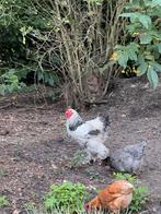 Brahma haan GRATIS, Dieren en Toebehoren, Pluimvee, Mannelijk, Kip