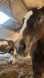 Gezocht verzorg pony, Dieren en Toebehoren, Ophalen of Verzenden, Nieuw