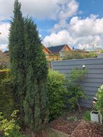 Juniperus Sentinel - Jenever Conifeer 3,5 m, Tuin en Terras, Ophalen of Verzenden, Bloeit niet, Halfschaduw, Overige soorten