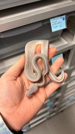 Leopard Pastel Cinnamon Orange Dream Hypo  ball python, Dieren en Toebehoren, Reptielen en Amfibieën, Slang, 0 tot 2 jaar