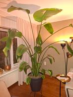 Prachtige strelitzia(paradijsvogelplant), Huis en Inrichting, Kamerplanten, Ophalen, 200 cm of meer, Overige soorten, In pot