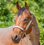 Dale Chavez showhalster, full quarter, met lead line, Dieren en Toebehoren, Ophalen of Verzenden, Zo goed als nieuw, Western