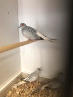 Div diamantduifjes, Dieren en Toebehoren, Vogels | Overige Vogels, Meerdere dieren