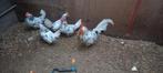 Broedeieren bonte leghorn, Dieren en Toebehoren, Pluimvee, Geslacht onbekend, Kip