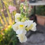 Allerlei keleuren de leeuwenbekje,hoog, Verzenden, Voorjaar, Volle zon, Zaad