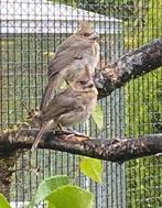 2 mannen rode kardinaal geringd 2025, Mannelijk, Tropenvogel, Geringd