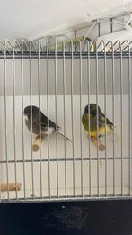 Koppel glosters overjarig, Meerdere dieren, Postuurkanarie