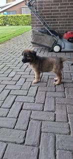 Herder Puppy's, Dieren en Toebehoren, Rabiës (hondsdolheid), Reu, 8 tot 15 weken, Meerdere