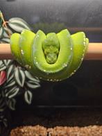 1.1 couples morelia viridis Sorong blue chain, Dieren en Toebehoren, Slang, 3 tot 6 jaar
