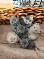 Britse Kort haar kittens!!!, Dieren en Toebehoren, Katten en Kittens | Raskatten | Korthaar, Meerdere dieren