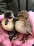 Oud-Hollandse kwaker kuikentjes | Gesekste eenden kuikens, Meerdere dieren, Eend