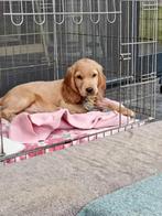 Engelse Cocker spaniël pups, Reu, CDV (hondenziekte), 8 tot 15 weken, Meerdere