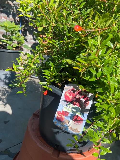 Aangeboden 3 prachtige forse granaatappel struiken in pot!!, Tuin en Terras, Planten | Fruitbomen, Overige soorten, Minder dan 100 cm