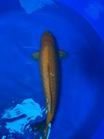 Koi Goldencorn 50cm, Karper of Koi