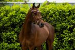 Stalling omgeving Drunen gezocht!, Dieren en Toebehoren, Stalling, 1 paard of pony