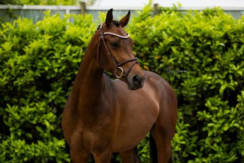 Stalling omgeving Drunen gezocht!, Dieren en Toebehoren, Stalling en Weidegang, Stalling, 1 paard of pony