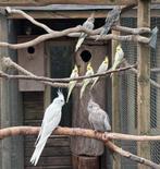 Valkparkieten, Dieren en Toebehoren, Meerdere dieren, Parkiet
