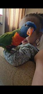 Lori papegaai, Mannelijk, Papegaai