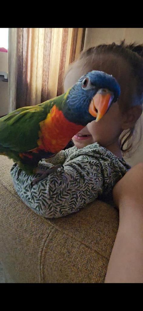 Lori papegaai, Dieren en Toebehoren, Vogels | Parkieten en Papegaaien, Papegaai, Mannelijk