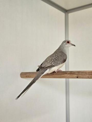 Polka zoekt een huisje! (diamantduif) beschikbaar voor biedingen