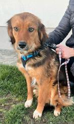 Ziggy is ter adoptie!, Rabiës (hondsdolheid), 1 tot 2 jaar, Buitenland, Eén hond