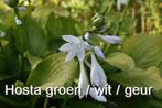 hosta met heerlijk geurende bloemen, Tuin en Terras, Planten | Tuinplanten, Volledige schaduw, Zomer, Vaste plant, Overige soorten