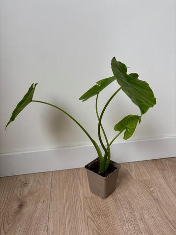 Alocasia Macrorrhiza (Olifantsoor) beschikbaar voor biedingen