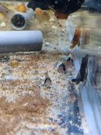 Hoplisoma Panda (Corydoras), Vis