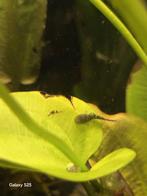 Baby algeneters, Dieren en Toebehoren, Overige typen, Zoetwatervis