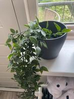 kunst plant, Groene kamerplant, Ophalen, Overige soorten, Minder dan 100 cm