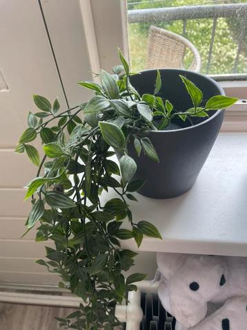 kunst plant  beschikbaar voor biedingen