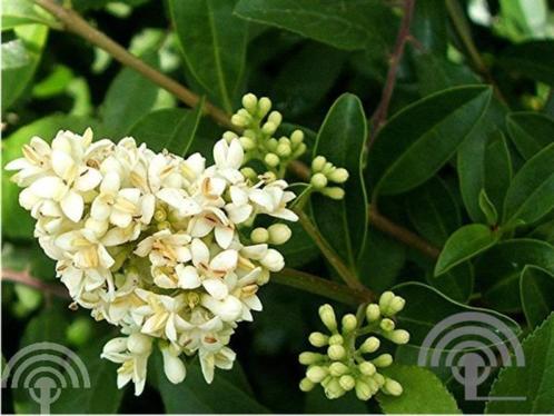 Ligustrum vulgare Wilde liguster wintergroen hagen inheems, Tuin en Terras, Planten | Tuinplanten, Vaste plant, Overige soorten