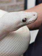 0-1 Butter Lesser BEL Python Regius, Slang, 3 tot 6 jaar
