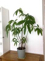 kamerplant Pachira Aquatica - "Money Plant", Ophalen, 100 tot 150 cm, Overige soorten, Halfschaduw