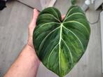 Philodendron gloriosum variegata 2, Huis en Inrichting, Kamerplanten, Ophalen of Verzenden, Overige soorten, Minder dan 100 cm