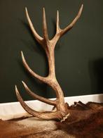 Grote gewei stang 90 cm. Jacht Veluwe Mancave, Verzamelen, Dierenverzamelingen, Ophalen of Verzenden, Zo goed als nieuw, Hert