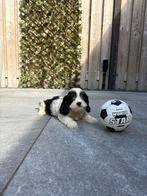 Havanezer x Cavalier King Charles Spaniel, Rabiës (hondsdolheid), Overige rassen, 8 tot 15 weken, Meerdere