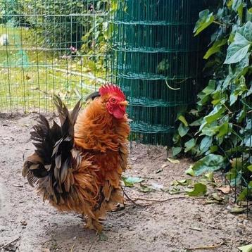 Gratis Cochin haan beschikbaar voor biedingen