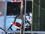 Rosé kaketoe, Dieren en Toebehoren, Vogels | Parkieten en Papegaaien, Meerdere dieren, Papegaai, Geringd