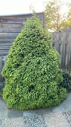Struik, Ophalen of Verzenden, Overige soorten, 100 tot 250 cm