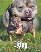 💎American bully pocket dekreuen met top stambomen 💎, Meerdere, 3 tot 5 jaar, Reu, Nederland