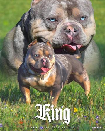 💎American bully pocket dekreuen met top stambomen 💎