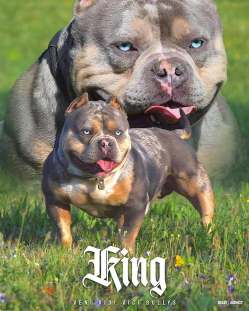 💎American bully pocket dekreuen met top stambomen 💎, Dieren en Toebehoren, Honden | Dekreuen, Reu, Fokker | Hobbymatig, Meerdere