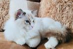 Ontzettend lieve Ragdoll kittens met stamboom, Dieren en Toebehoren, Katten en Kittens | Raskatten | Langhaar, Kater, Gechipt