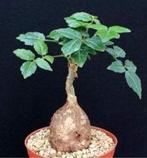 Caudex plant Cyphostemma Adenocaule 8,5 cm pot., Overige soorten, Ophalen of Verzenden, In pot, Minder dan 100 cm