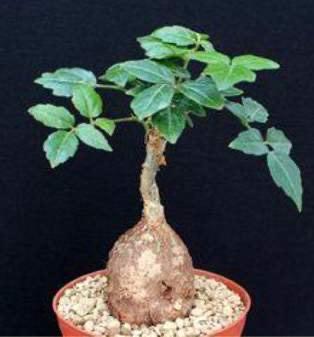 Caudex plant Cyphostemma Adenocaule 8,5 cm pot., Huis en Inrichting, Kamerplanten, Overige soorten, Minder dan 100 cm, Bloeiende kamerplant
