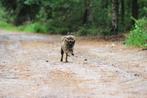 Pomeriaan (teef) met spoed opzoek naar nieuw baasje, Dieren en Toebehoren, Honden | Poolhonden, Keeshonden en Oertypen, 6 jaar of ouder