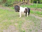 Mini hengstje, Dieren en Toebehoren, Pony's, Hengst, A pony (tot 1.17m), Gechipt, 7 tot 10 jaar